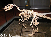 Esqueleta de dinosaure dins lo musèu d'Esperasan
